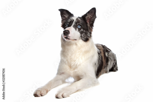 Border Collie sheepdog