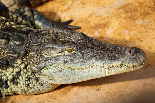 Closeup of a crocodile