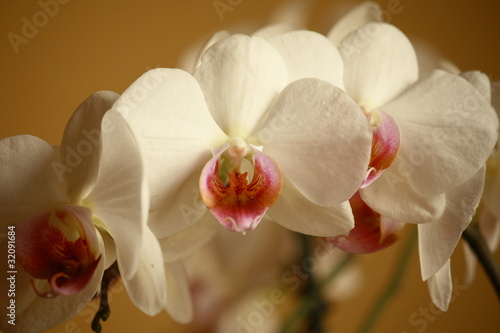 white orchid