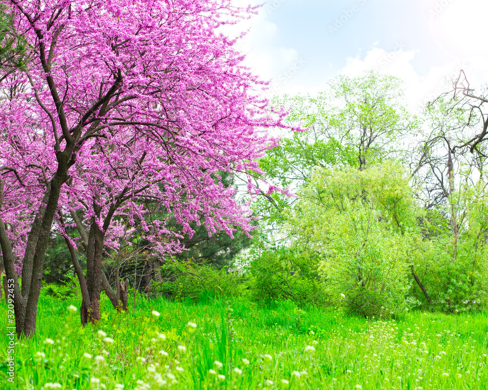 Fototapeta premium Spring landscape