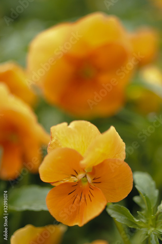 Orange Viola pansy flowers in full bloom