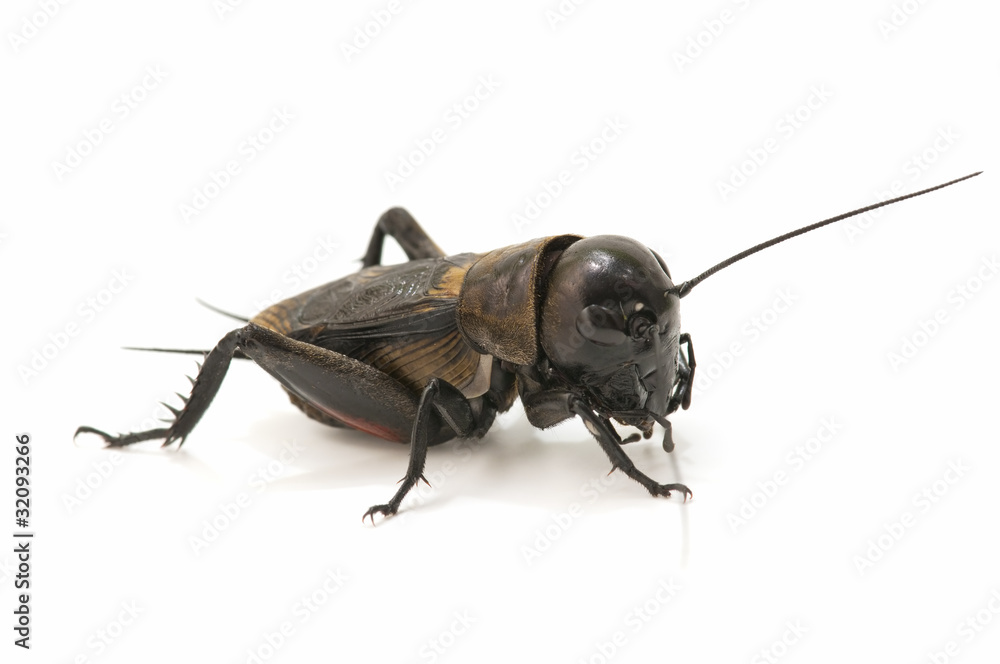 Obraz na plátně Cricket isolated on white background
