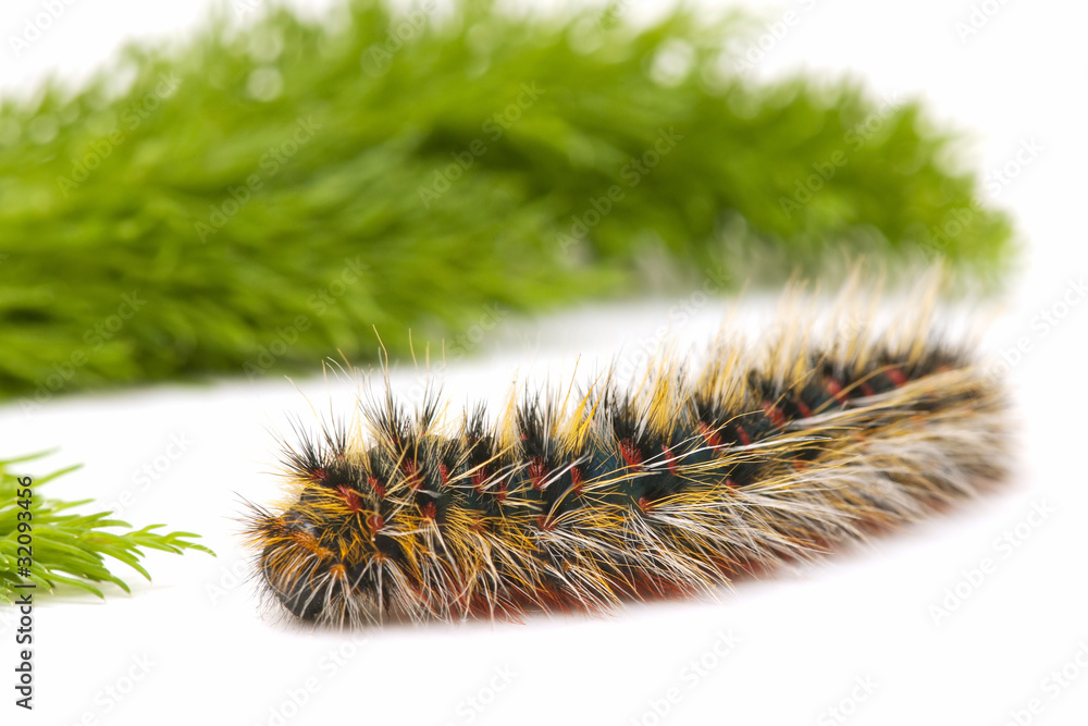 caterpillar