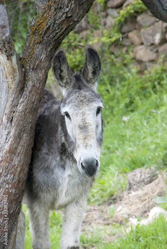 Donkey looking