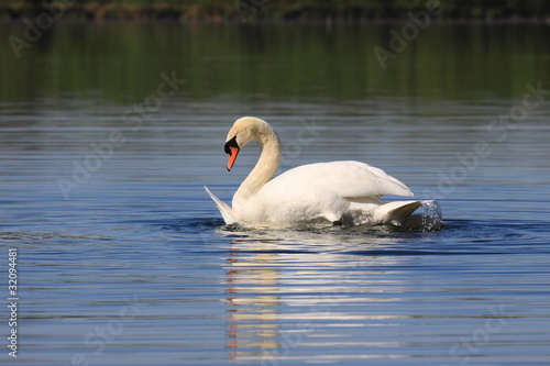 Mating swans