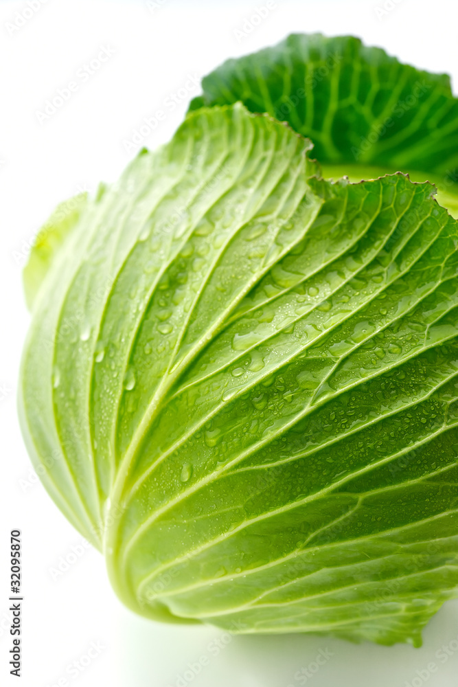 Obraz premium cabbage