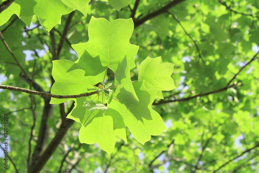 新緑の季節 新緑の季節