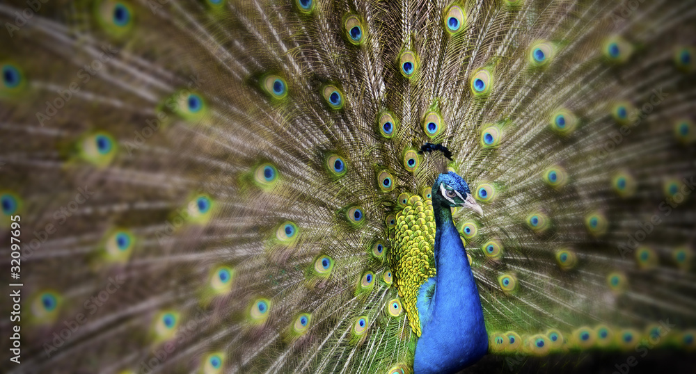 Obraz premium Beauty Peacock