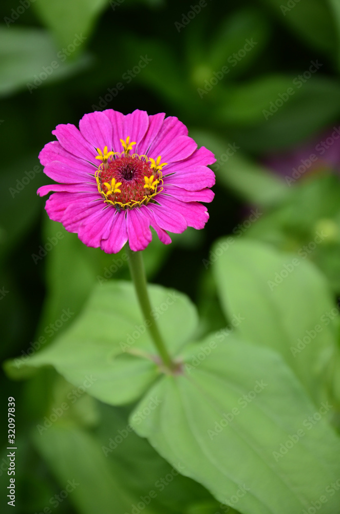 color fresh flower , color fresh flower ,