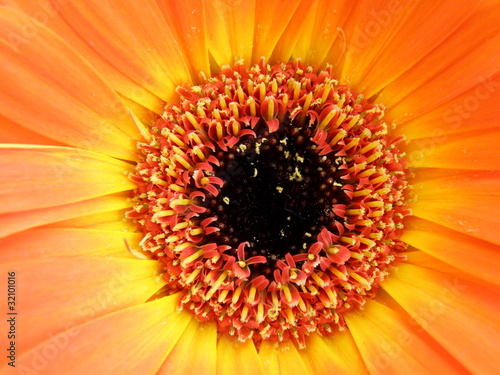 detail of orange gerber