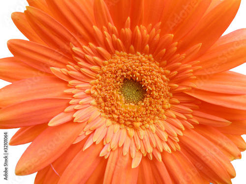 detail of orange gerber