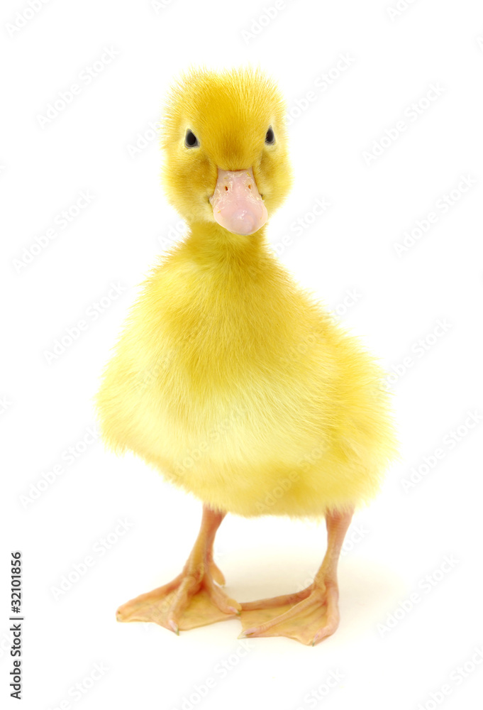 yellow duck yellow duck