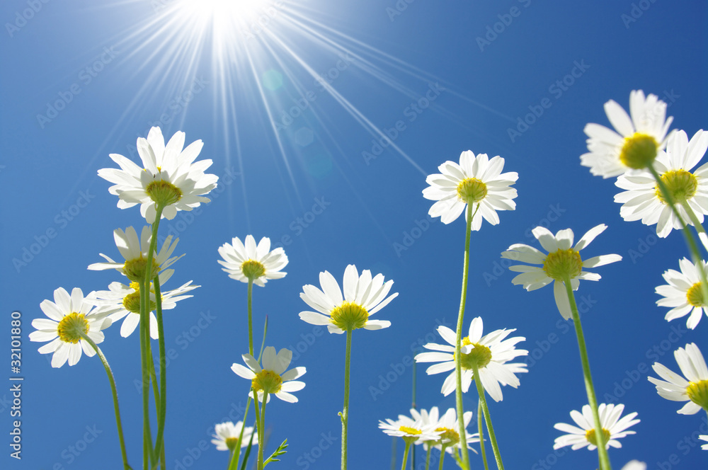 white daisies white daisies