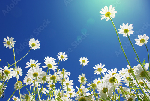 white daisies photo