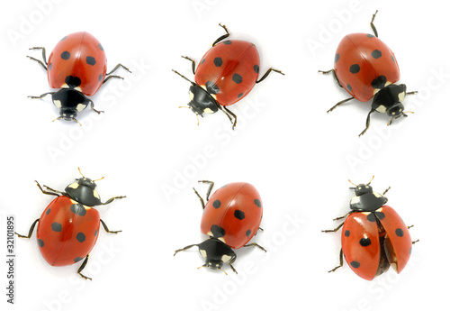 Ladybugs © Alekss