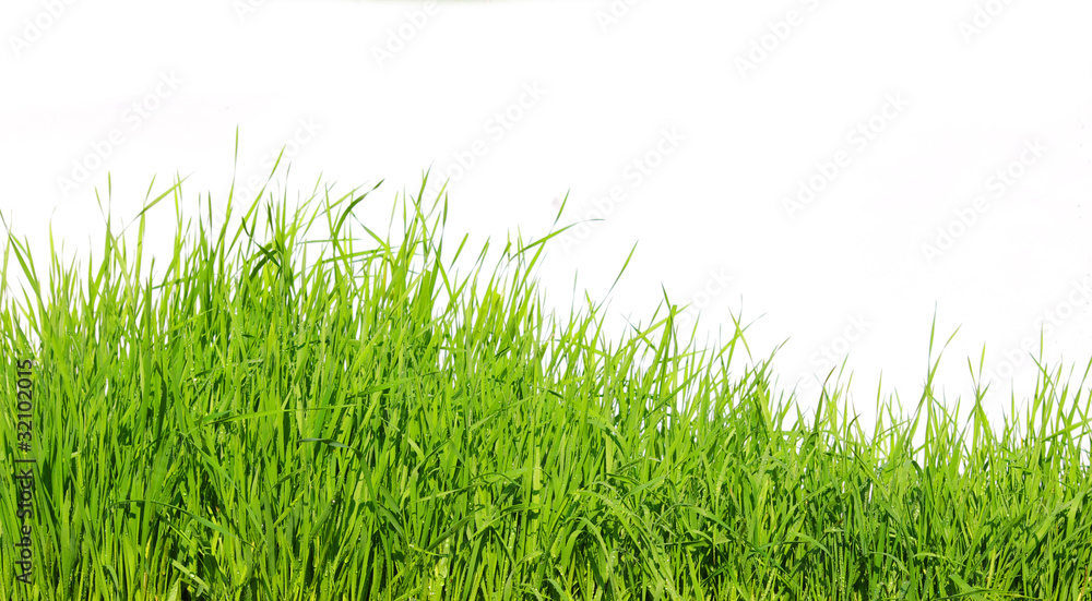 Fototapeta premium grass on white