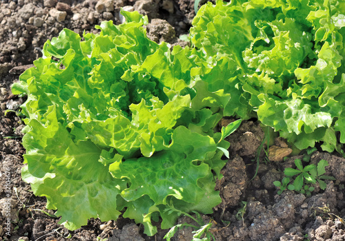 salade batavia