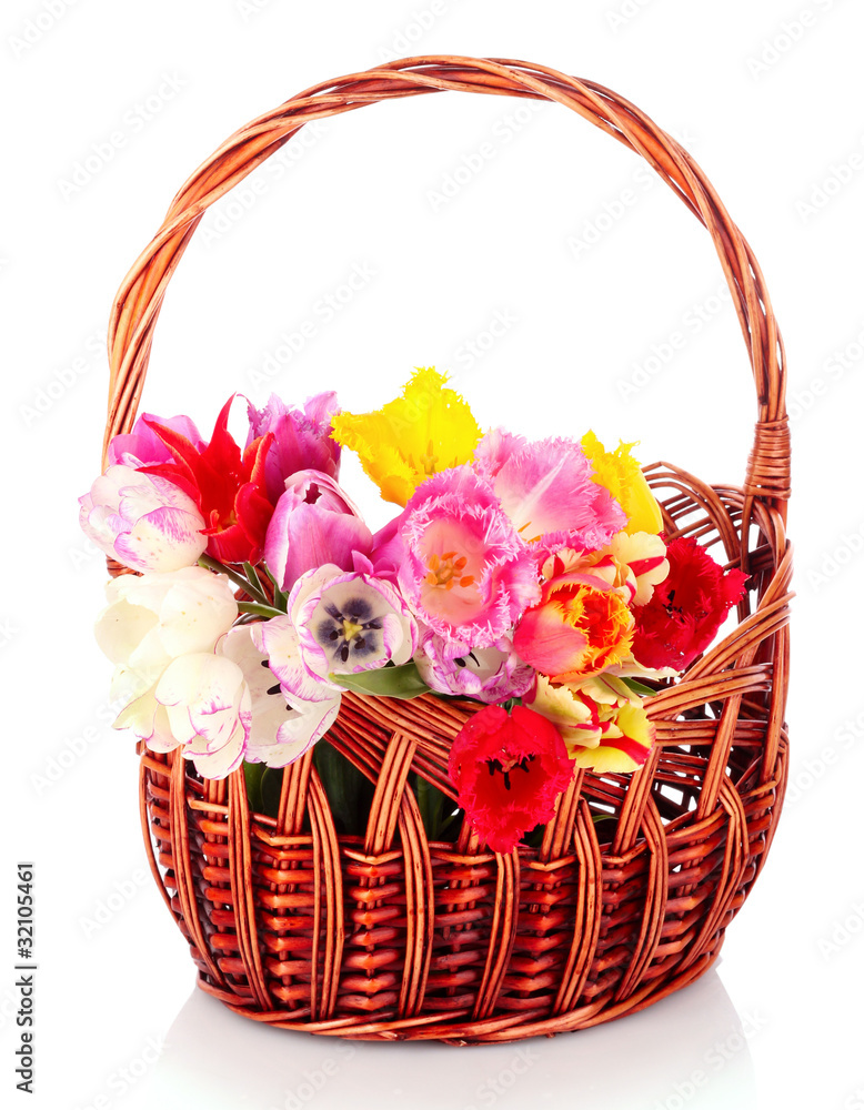 Tulips in basket isolated on white Tulips in basket isolated on white