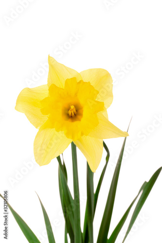 Fototapeta Naklejka Na Ścianę i Meble -  Yellow daffodils isolated on white