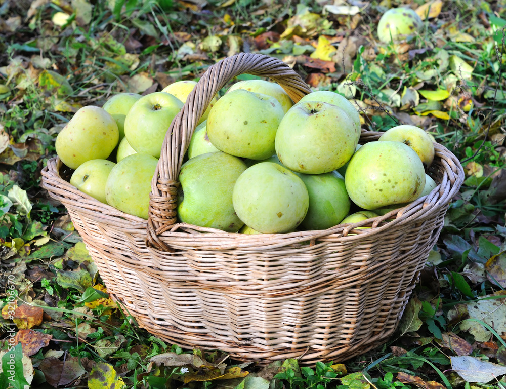 green organic apples green organic apples