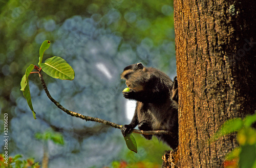 Samango monkey, Kakamega Forest, Kenya photo