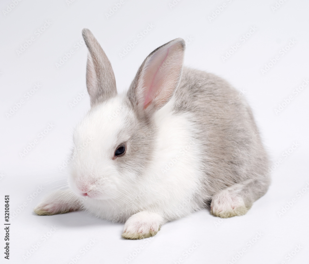 Obraz premium rabbit