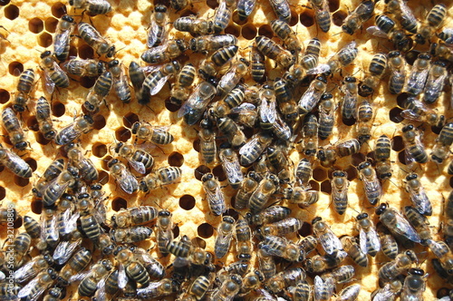 Pszczoły na plastrze miodu #32108808