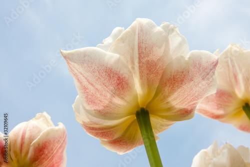 Beautiful white and red tulips facing the blue sky
