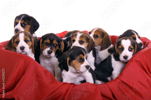 neun kleine Beagle Welpen schauen aus Korb raus photo