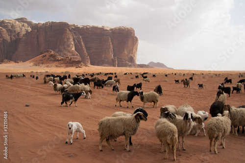 Herd of Bedouin sheep and goats in the Wadi Rum desert