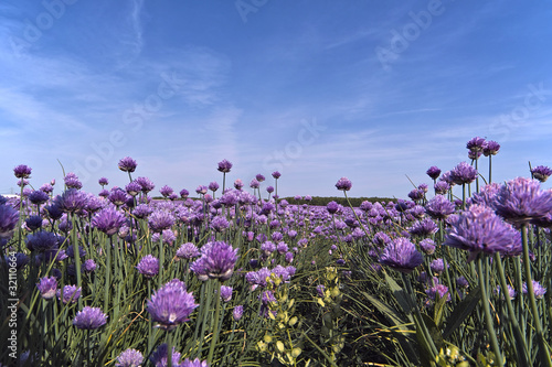 Schnittlauch Feld bis zum Horizont