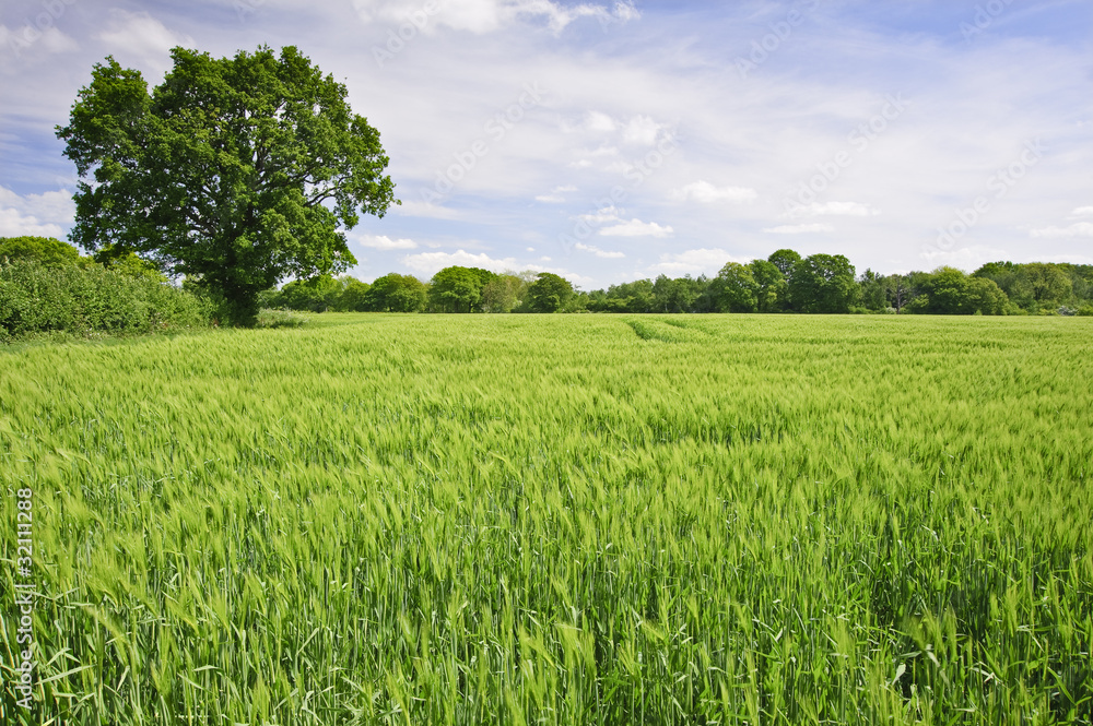 Beautiful Spring Summer image of windy corn field with vibrant b Beautiful Spring Summer image of windy corn field with vibrant b