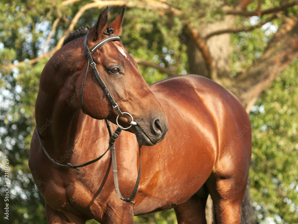 Obraz premium beautiful trakehner stallion