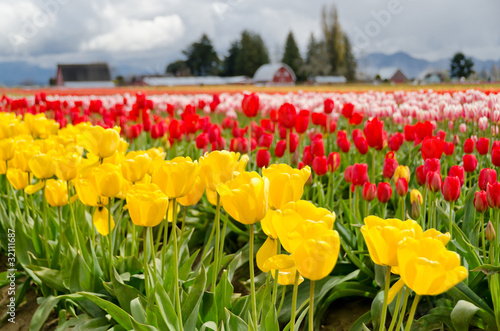 Fototapeta Naklejka Na Ścianę i Meble -  Field of tulips at Skagit, Washington State, America.
