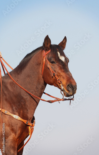 horse in western style