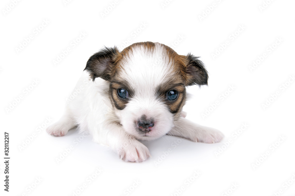 sweet white with red Chihuahua puppy close-up sweet white with red Chihuahua puppy close-up