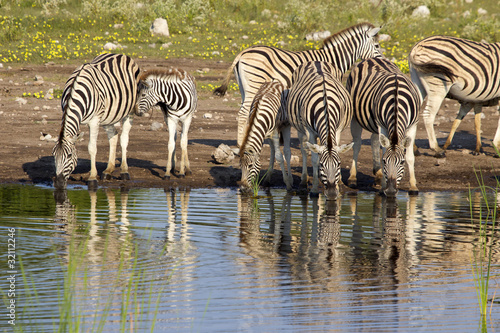 Zebraherde