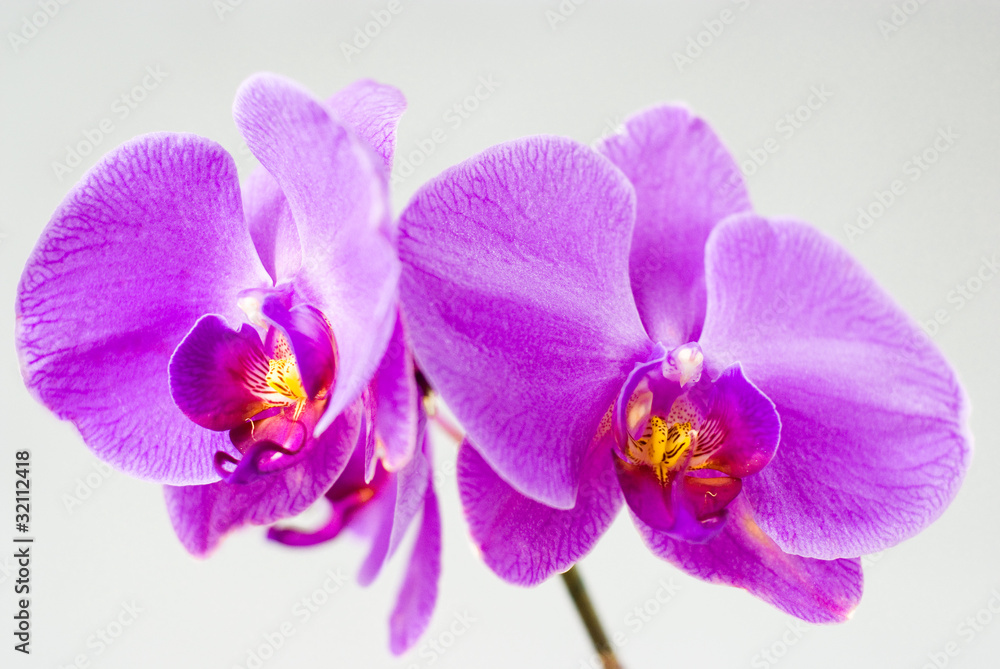 Purple orchid isolated on white background Purple orchid isolated on white background