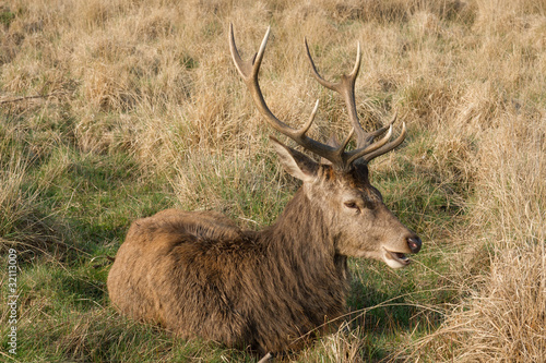 laughing deer