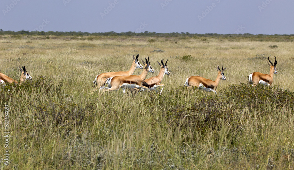 Springbock Herde Springbock Herde