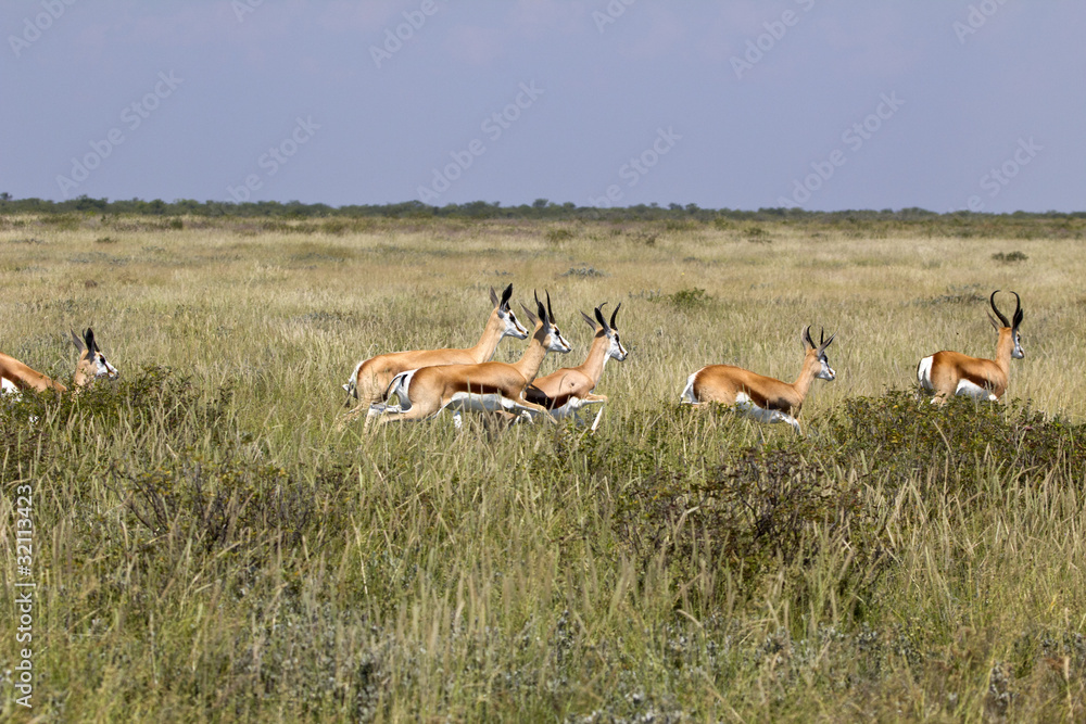 Springbock Herde Springbock Herde