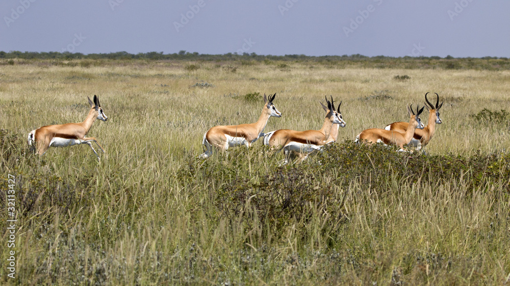Springbock Herde Springbock Herde