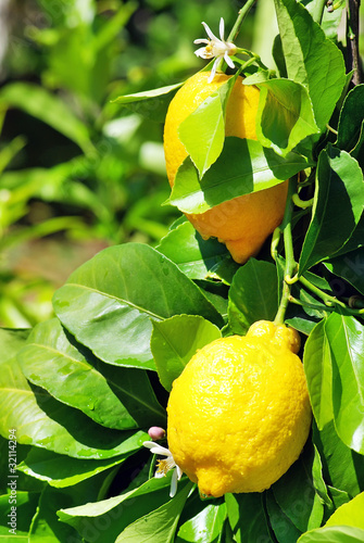 .Yellow lemons and flower.