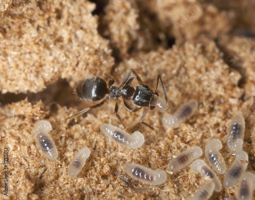 Black garden ant  Lasius niger  resque operation of larva