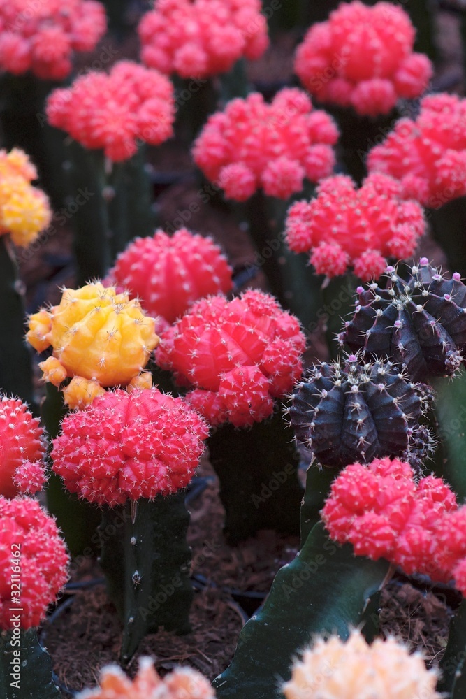 Red and purple cacti, shallow DOF Red and purple cacti, shallow DOF