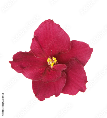 Violet flower on a white background