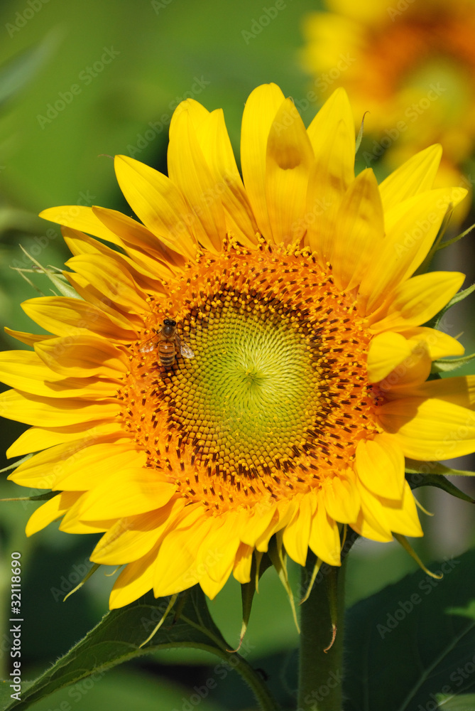 Girasole Girasole