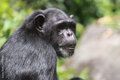 chimpanzé portrait cameroun