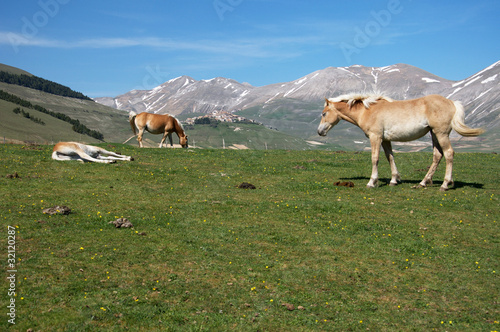 Cavalli a Castelluccio di Norcia