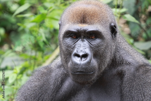 gorille de plaine portrait cameroun